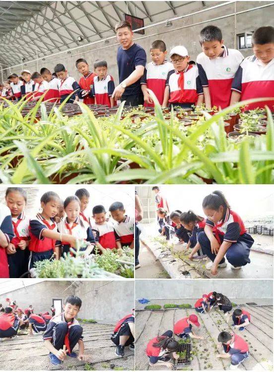 阳光校餐苹果版
:包头市九原区沙河第二小学荣获自治区首批劳动教育实验校-第4张图片-太平洋在线下载