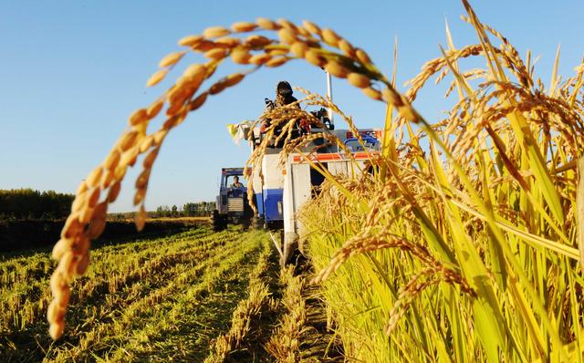 官方谈粮食产量新华社客户端关于粮食安全的重要论述人民日报-第1张图片-太平洋在线下载