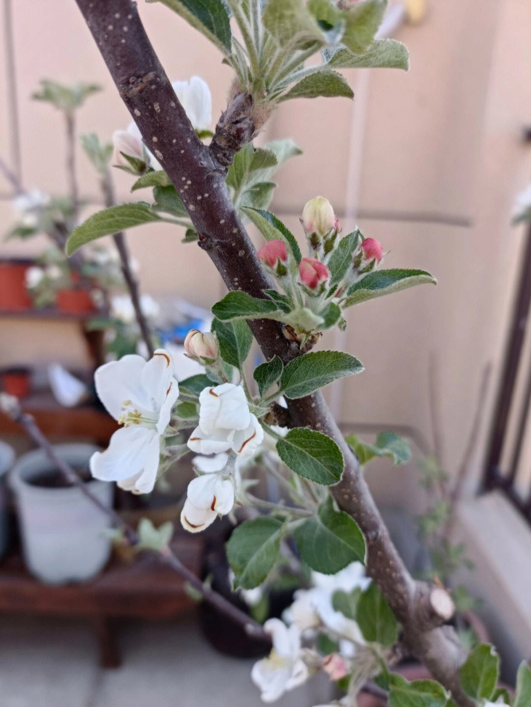 苹果花日文版世界上唯一的花日文版歌词