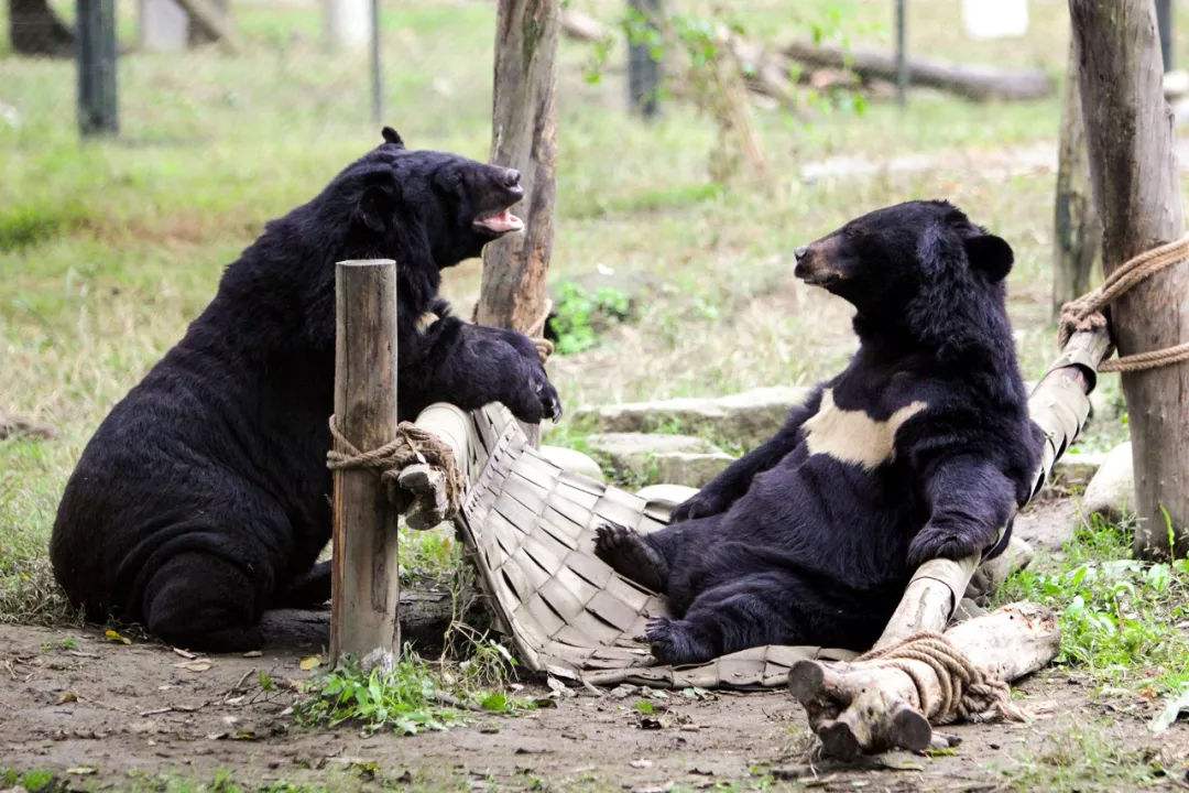 大狗熊壁纸苹果版熊猫动态壁纸全屏霸气