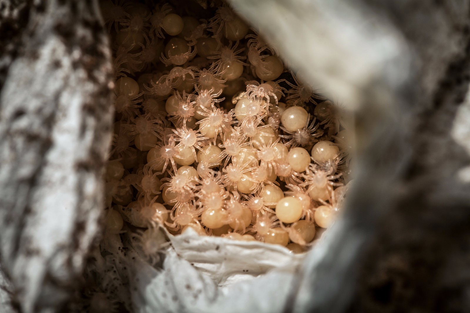 手机版有蜘蛛蛋吗(手机上有蜘蛛爬过怎么办)-第3张图片-QuickQ官网