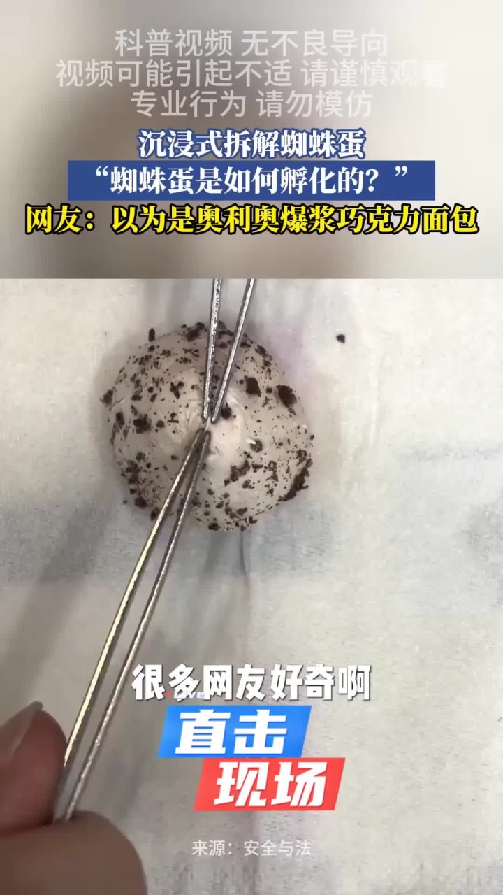 手机版有蜘蛛蛋吗(手机上有蜘蛛爬过怎么办)-第4张图片-QuickQ官网