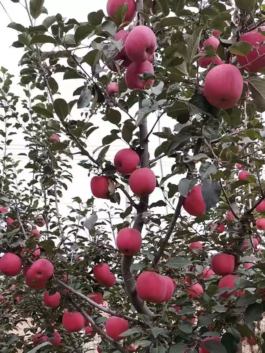 厦门版苹果(厦门 apple)-第2张图片-QuickQ官网