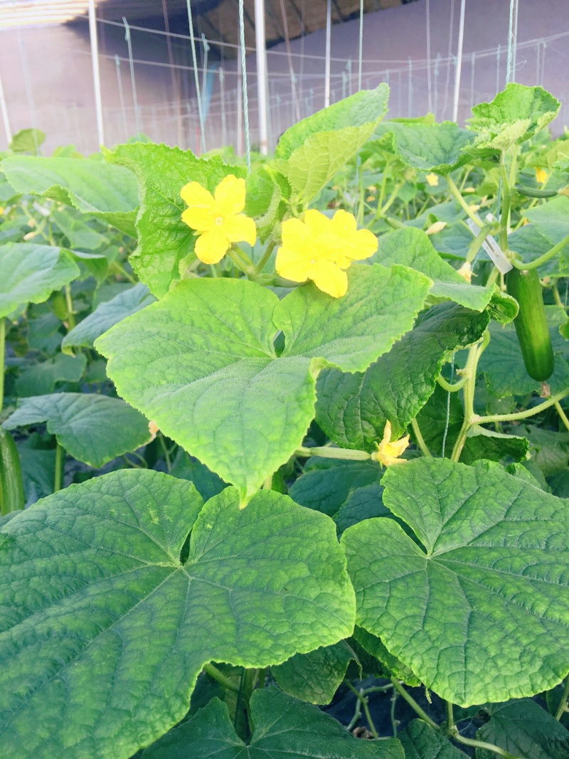 黄瓜轻量版苹果版(黄瓜轻量包下载ios)-第5张图片-QuickQ官网 黄瓜轻量版苹果版(黄瓜轻量包下载ios)-第5张图片-QuickQ官网