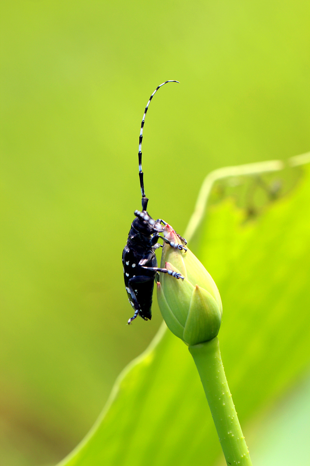 角虫绘图软件手机版(角虫绘图怎么只有教程了)-第2张图片-QuickQ官网 角虫绘图软件手机版(角虫绘图怎么只有教程了)-第2张图片-QuickQ官网