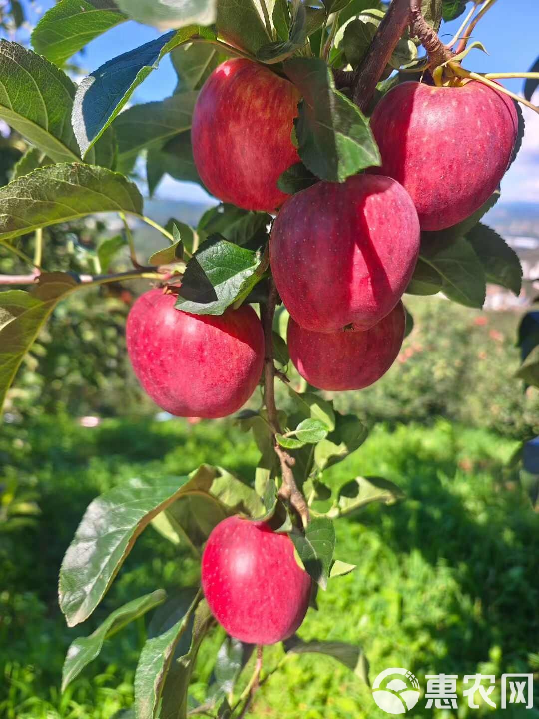 傣族版苹果(傣族歌曲下载)-第4张图片-QuickQ官网